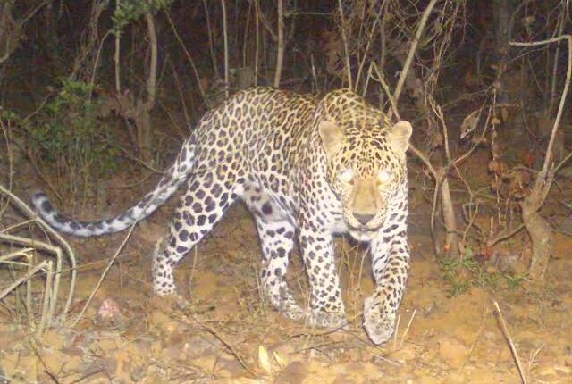 12 year old girl died due to leopard attack