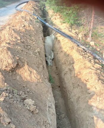 Gir cow got stuck in a drain dug for drinking water pipeline
