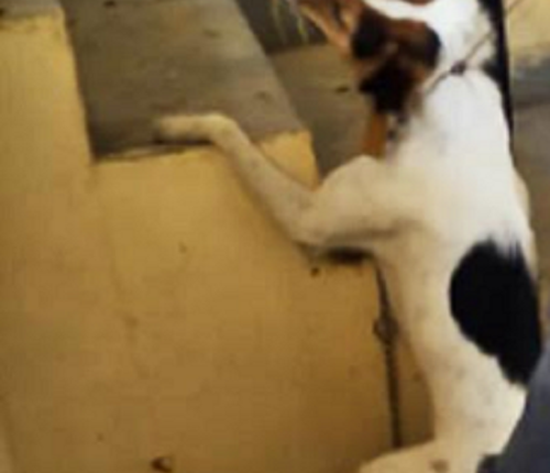 The dog was put to death by hanging