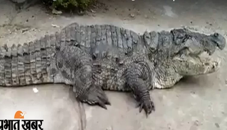 There was panic in the family due to crocodile entering the house