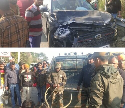 Reindeer deer seriously injured after being hit by a vehicle!