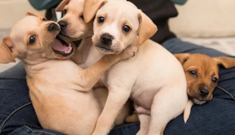 In South Dwarka area two innocent three-month-old destitute puppies were hanged to death