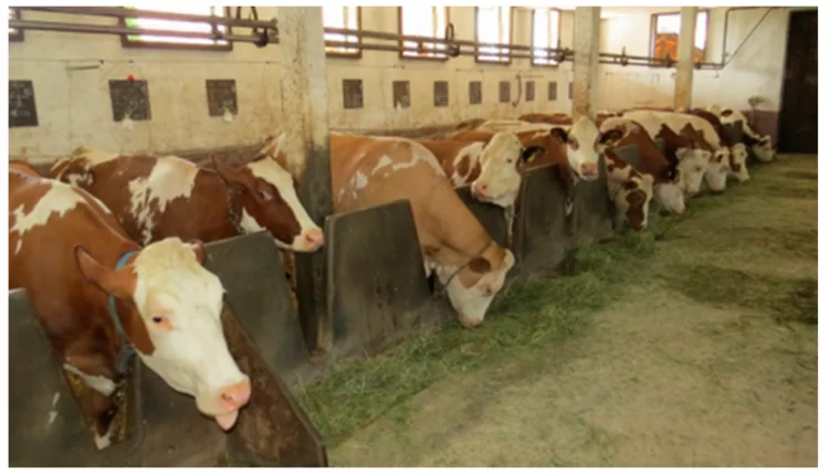 Dairy fire kills operator along with eight animals