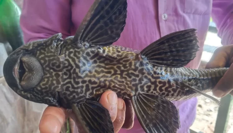 Strange case: four-eyed fish surprised everyone