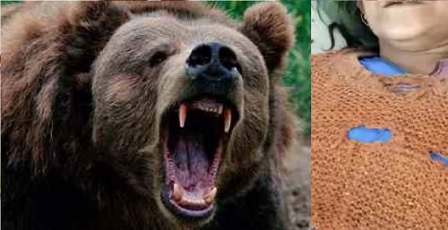 The bear attacked the woman who went to take fodder the woman died after badly scratching her face and head