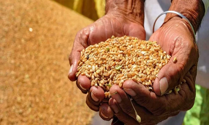 45-year-old farmer who went to water the wheat crop in Hasanganj district died due to cold