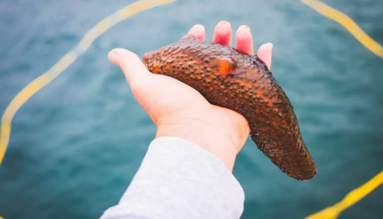 Smuggling of endangered sea cucumbers worth Rs 1.35 crore caught