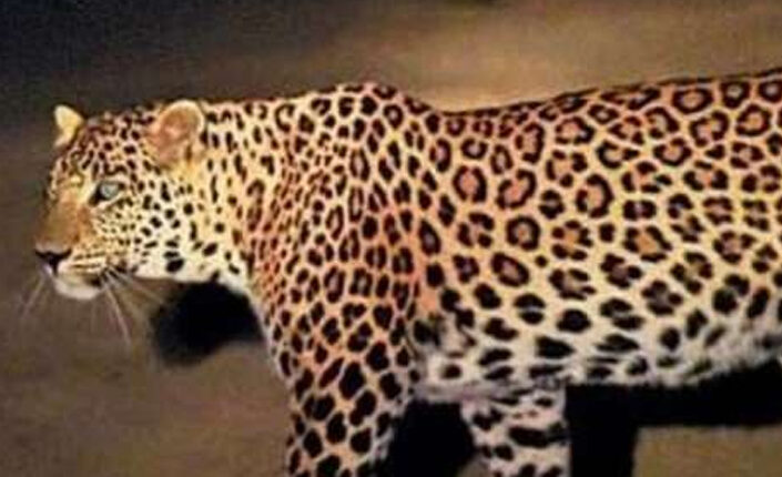 Leopard is seen again and again in Kanpur - alert issued