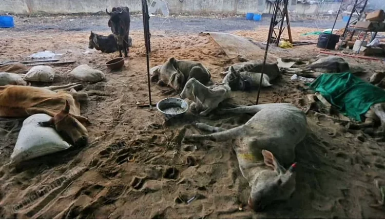 Death of a woman feeding cattle