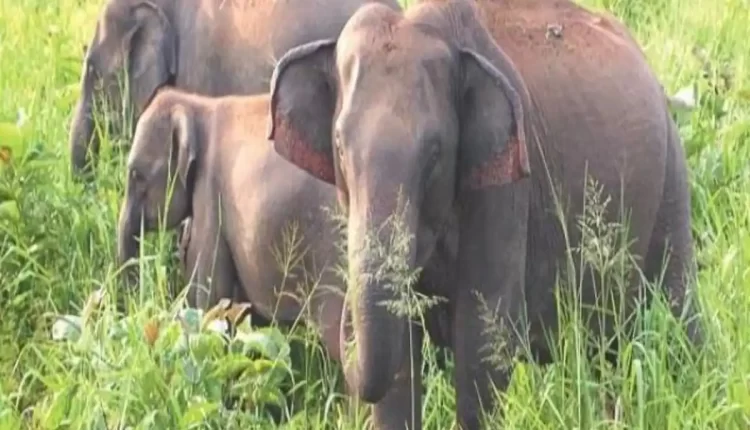 Vinod Van the elephant who crushed three people to death