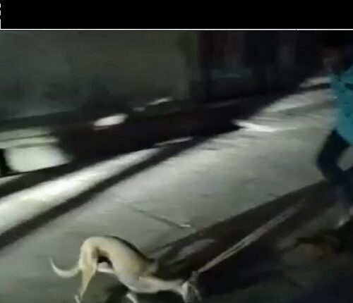 Misbehavior with the dumb: the young man beat the dog with a belt