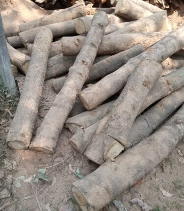 Felling of banned trees continues, police are facing allegations of collusion