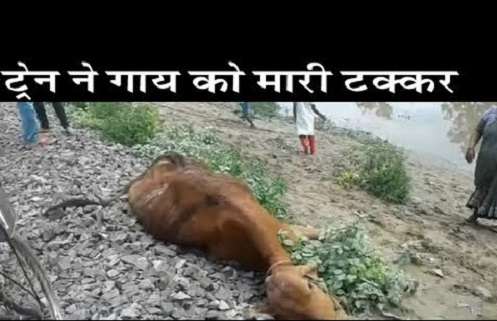 Dead body stuck in engine for a long time after cow's death due to goods train collision