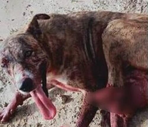 Locked the dog in the room and thrashed injured broken leg report filed