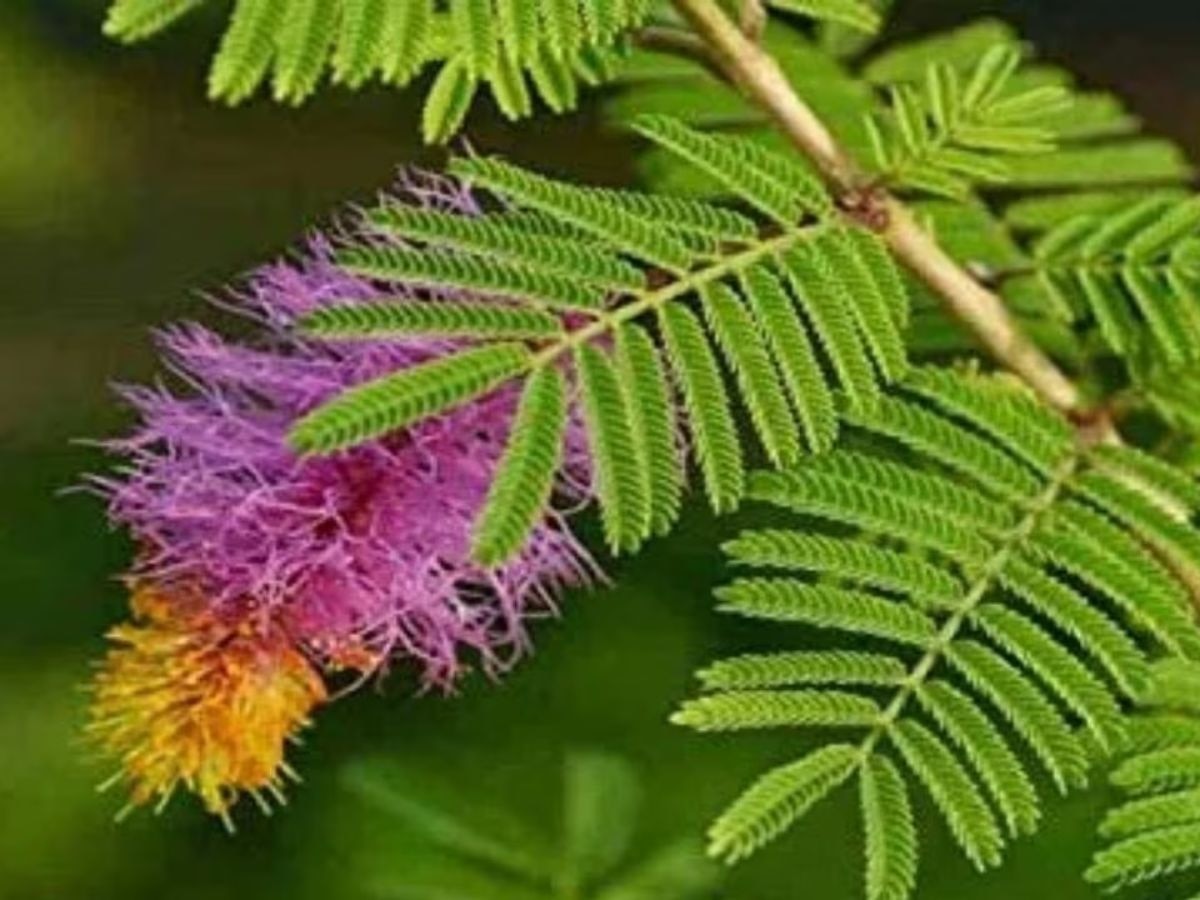 This tree is very dear to Lord Shiva and Shani Dev, you will be shocked to know its benefits