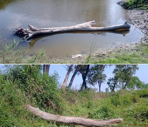 Precious wood is rotting in the drain due to departmental negligence