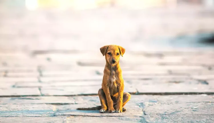 Domestic helper thrashes 7-year-old dog