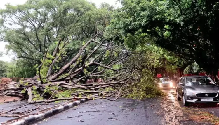 Havoc: Tree fell from the wind during heavy rains seven people died on the spot