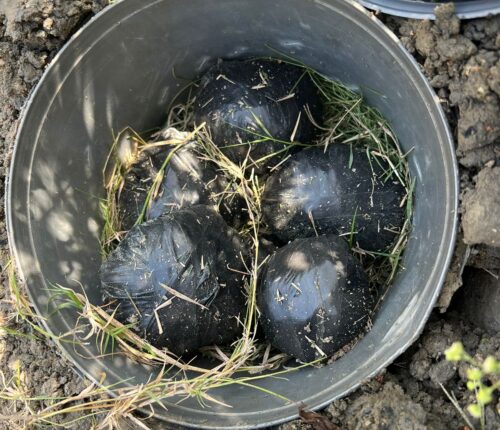 Conspiracy to terrorize Delhi failed, police got 10 hand grenades