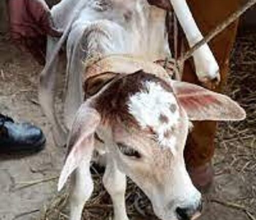 Priest mercilessly thrashed by villagers for opposing the taking of cattle