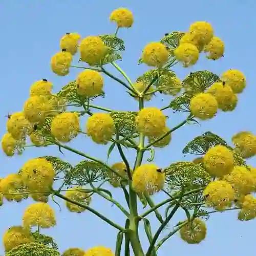 हींग का पौधा