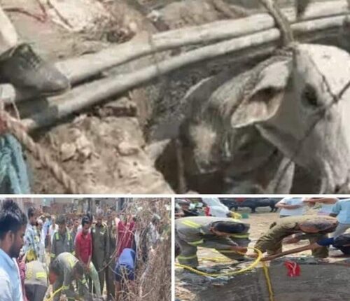 Cow fell into 70 feet deep well jawans rescued by descending into the well with the help of rope