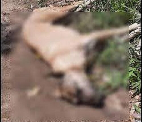 Case of youth beating the dog to death and throwing it in the garbage heap