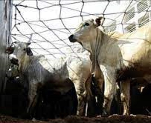 Unknown youth cut off the head and legs of a dozen cattle and threw them on the road