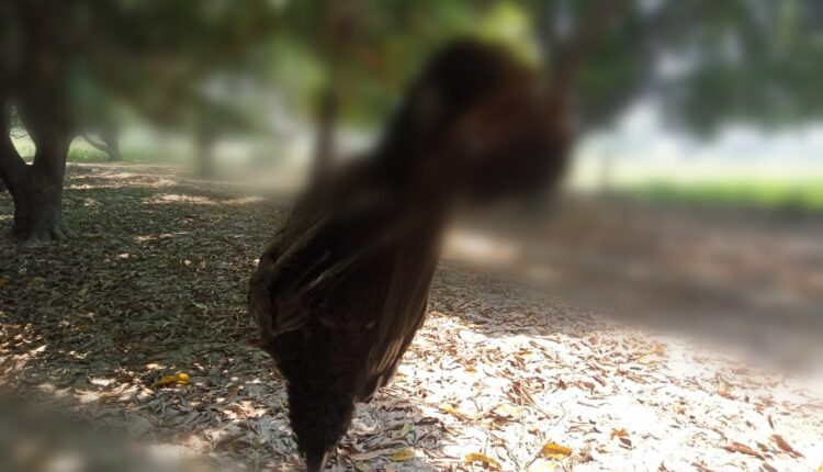 Killing dumb birds and making them guard the mango orchard.