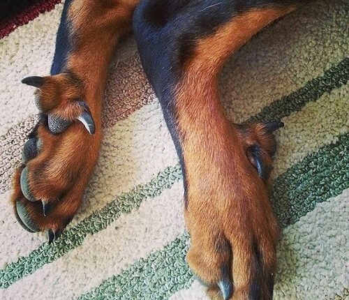 Unknown youth threw the dog down from the fourth floor died during treatment