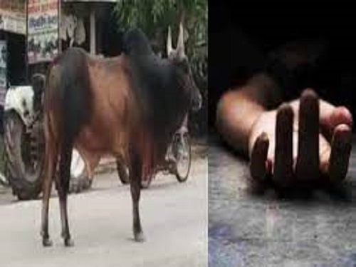 62-year-old woman injured in bull attack dies during treatment