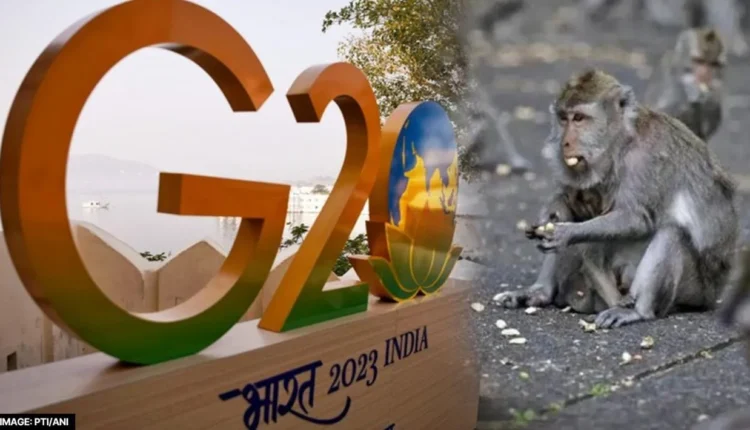 Before the G-20 conference cutouts of languros were placed to stop the terror of monkeys.