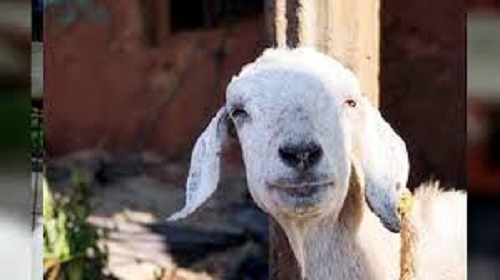 In the dispute of goats the neighbor cut the private part of the young man by throwing him on the ground