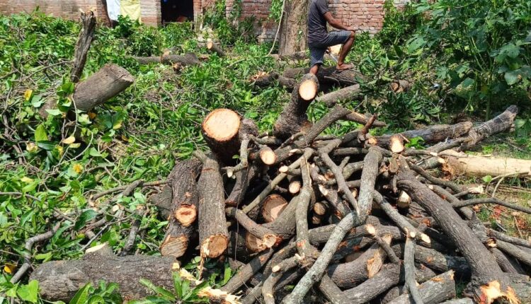 Saw saw on green mango tree with the connivance of police and forest department