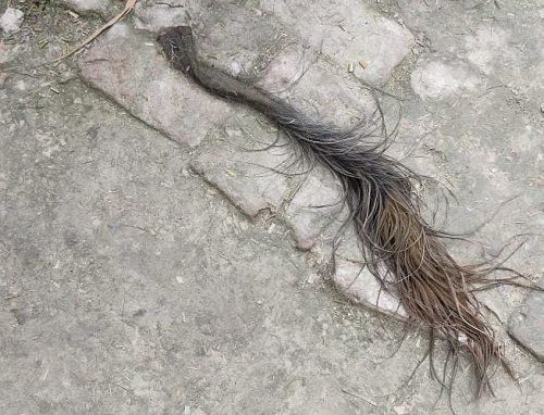 After the braids of the women, the tail of a buffalo was cut off.