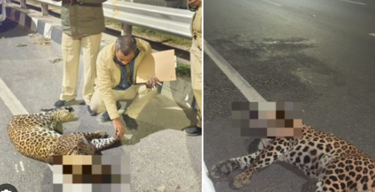 Leopard cub found dead in Alipur