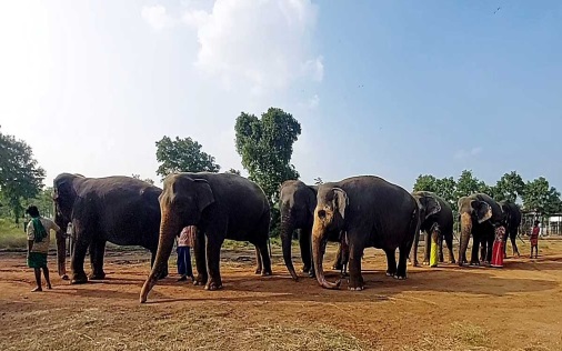 Woman killed, two others injured in elephant attack in Gadchiroli