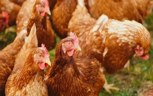Bird flu outbreak in Odisha, more than 5,000 chickens killed
