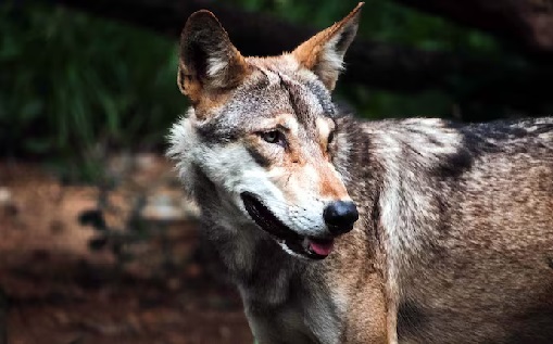 Five members of a family injured in wolf attack in Madhya Pradesh's Khandwa: Police