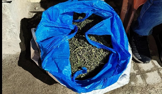 Karnataka: Advanced ganja worth Rs 30 lakh recovered in Mangaluru, a smuggler arrested