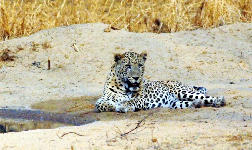 A leopard died after being hit by a train in Raisen, Madhya Pradesh