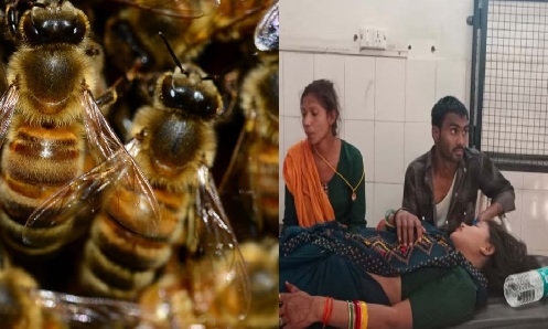 Devotees were immersing idols in Kushinagar when suddenly bees attacked, 35 injured, causing panic.